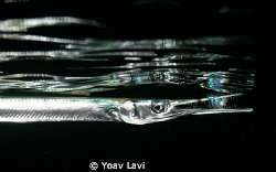 Needle fish dining at night by Yoav Lavi 